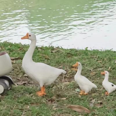 萌到爆的情侣头像(24张)