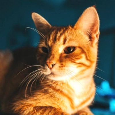 笑到窒息的沙雕头像(精选24张)