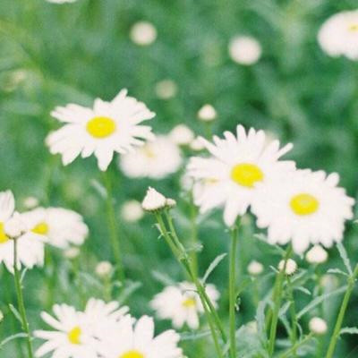 免费头像图片大全2023最新版(33张)