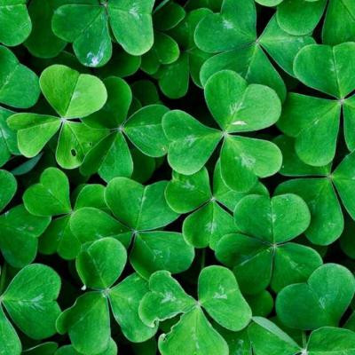 免费头像图片大全2023最新版(33张)