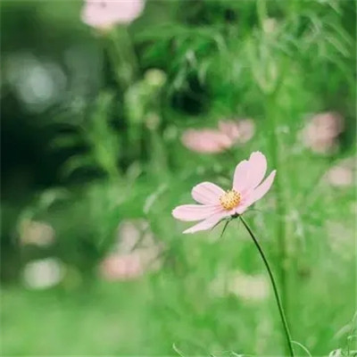 免费头像图片大全2023最新版(33张)