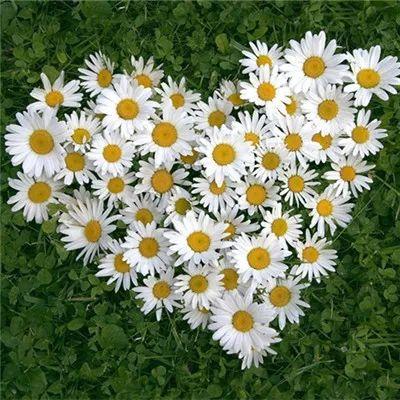 2023年带来好运微信头像(精选18张)