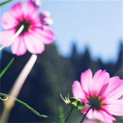 最吉祥最好运的头像2023(精选18张)