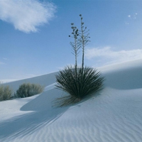 微信沙漠头像图片大全(24张)