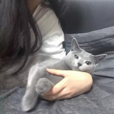 高清漂亮好看带猫咪的女生头像图片(精选21张)