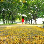 落叶一个人伤感背影图片头像(精选15张)