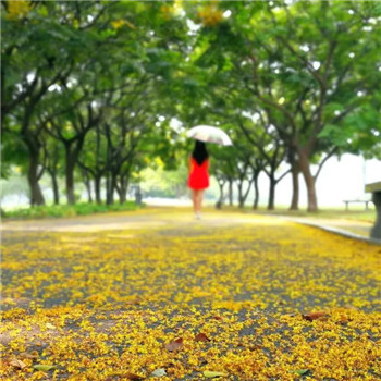 落叶一个人伤感背影图片头像(精选15张)