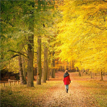 落叶一个人伤感背影图片头像(精选15张)