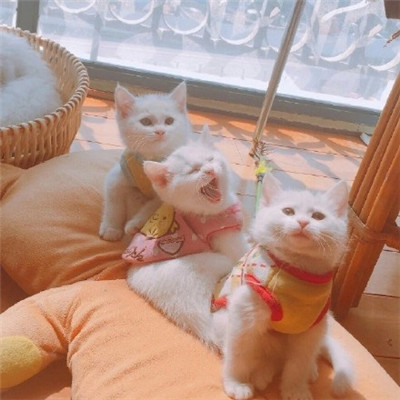 微信头像好运图片大全(21张)