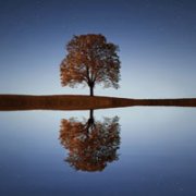 高清有意境孤独的树图片唯美头像(24张)