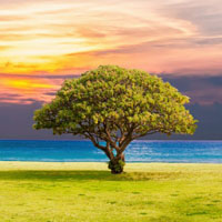 高清有意境孤独的树图片唯美头像(24张)