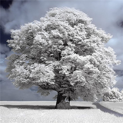 高清有意境孤独的树图片唯美头像(24张)