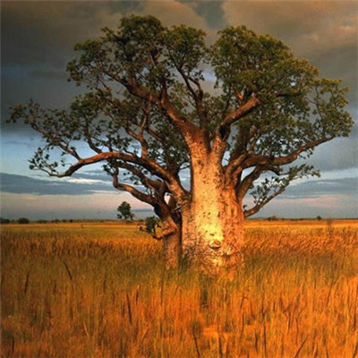 高清有意境孤独的树图片唯美头像(24张)