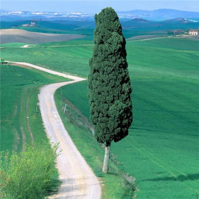 高清有意境孤独的树图片唯美头像(24张)