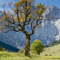 高清有意境孤独的树图片唯美头像(24张)