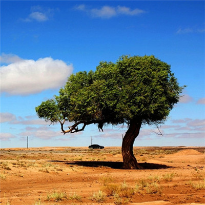 高清有意境孤独的树图片唯美头像(24张)