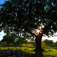 高清有意境孤独的树图片唯美头像(24张)