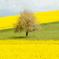 高清有意境孤独的树图片唯美头像(24张)