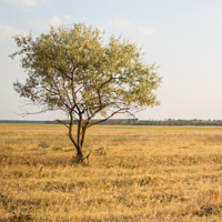 高清有意境孤独的树图片唯美头像(24张)