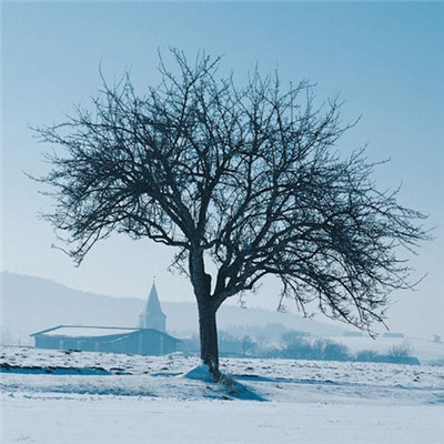 高清有意境孤独的树图片唯美头像(24张)