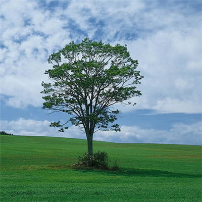 高清有意境孤独的树图片唯美头像(24张)