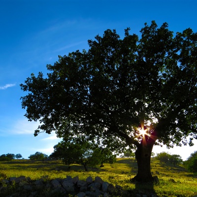高清有意境孤独的树图片唯美头像(24张)