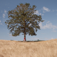 高清有意境孤独的树图片唯美头像(24张)