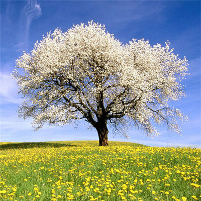 高清有意境孤独的树图片唯美头像(24张)