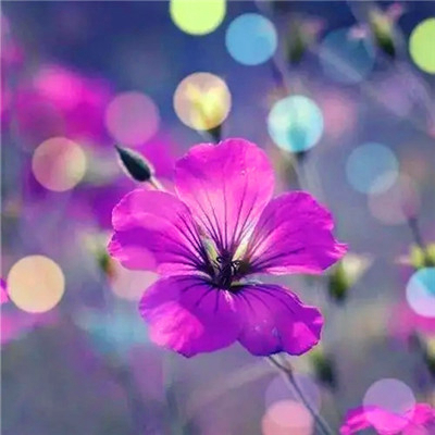 吉利吉祥女人幸运又聚财的微信头像图片(24张)