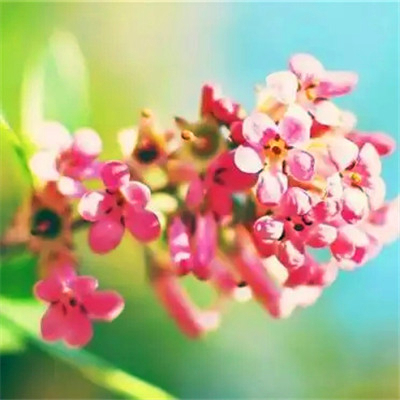 吉利吉祥女人幸运又聚财的微信头像图片(24张)