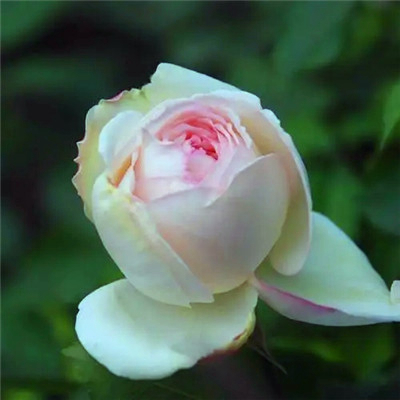 吉利吉祥女人幸运又聚财的微信头像图片(24张)