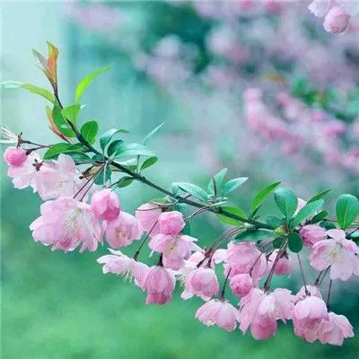 吉利吉祥女人幸运又聚财的微信头像图片(24张)