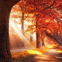 微信头像秋天风景图片(24张)