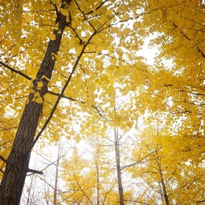 微信头像秋天风景图片(24张)