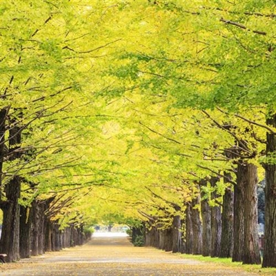 微信头像秋天风景图片(24张)