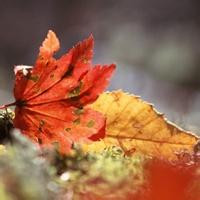 微信头像秋天风景图片(24张)