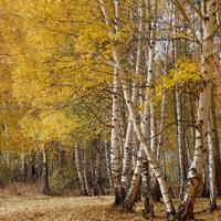 微信头像秋天风景图片(24张)