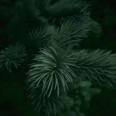 创意的唯美风景头像(24张)