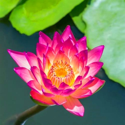 修行人静心修心莲花淡雅禅意图片头像(精选24张)