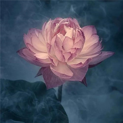 修行人静心修心莲花淡雅禅意图片头像(精选24张)