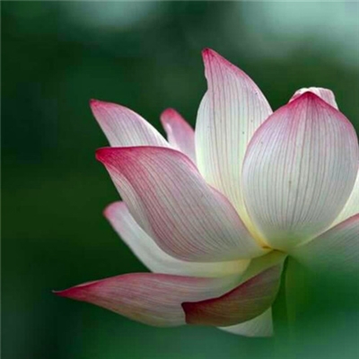 修行人静心修心莲花淡雅禅意图片头像(精选24张)