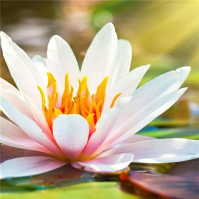 修行人静心修心莲花淡雅禅意图片头像(精选24张)