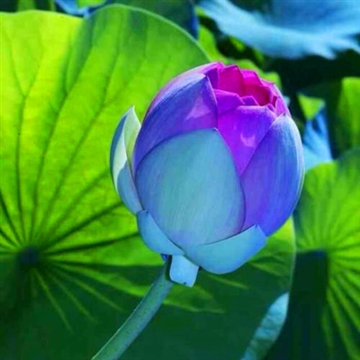 修行人静心修心莲花淡雅禅意图片头像(精选24张)