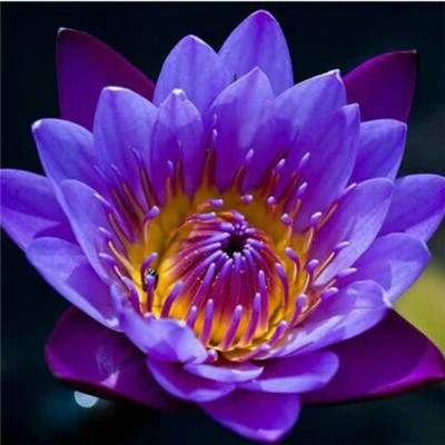 修行人静心修心莲花淡雅禅意图片头像(精选24张)