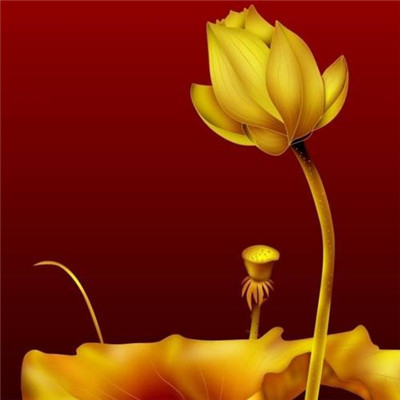 修行人静心修心莲花淡雅禅意图片头像(精选24张)