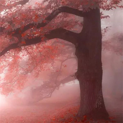 中年人微信头像风景图片(精选28张)