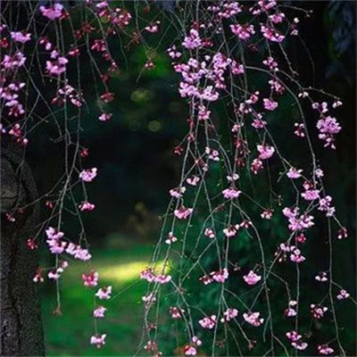 微信头像2023最新款风景图片(27张)