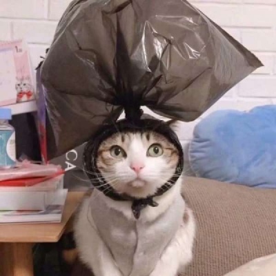 高清超可爱的情侣猫咪头像(精选16张)