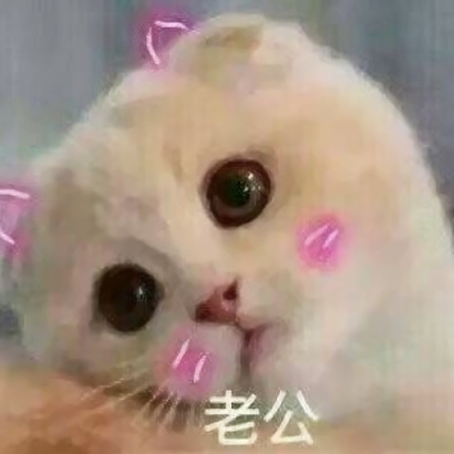 高清超可爱的情侣猫咪头像(精选16张)