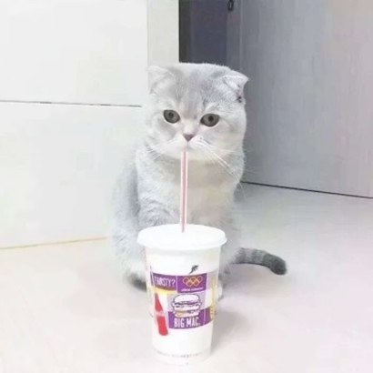 高清超可爱的情侣猫咪头像(精选16张)